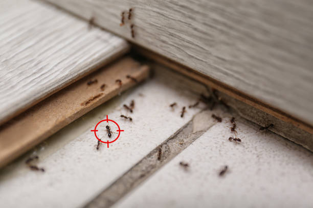 Best Wildlife Control Services  in Bradford, PA