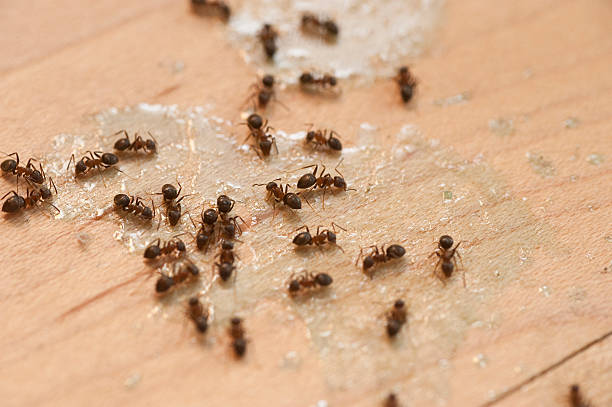Best Pest Removal Services  in Bradford, PA