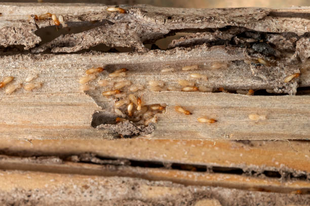 Best Termite Control Services  in Bradford, PA
