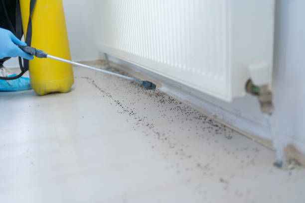 Best Local Pest Control Services  in Bradford, PA